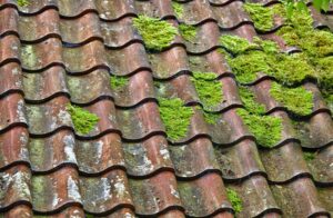 Moss