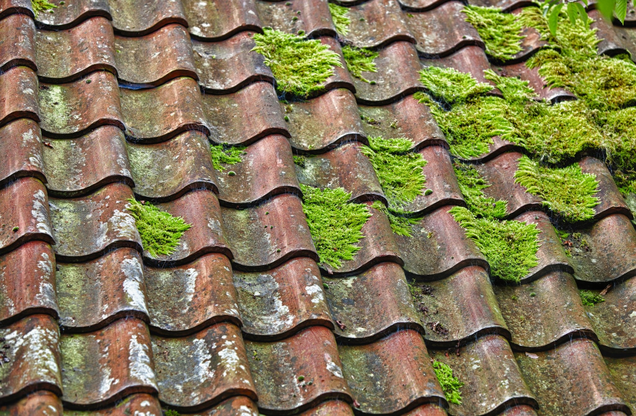 Moss